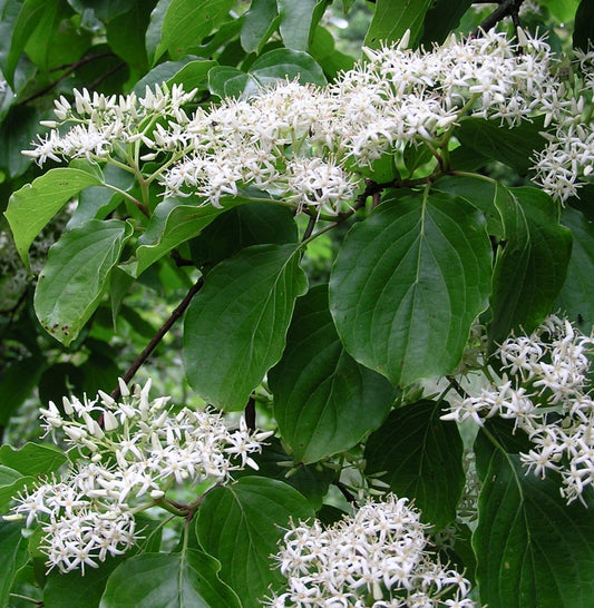 Fiori bianchi a forma di stella di Cornus walteri con foglie ovate verde lussureggianti in grappoli