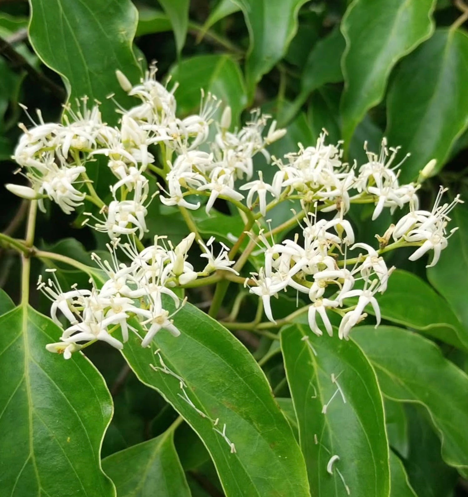 Cornus wilsoniana con grappoli di delicati fiori bianchi e foglie verdi lucide