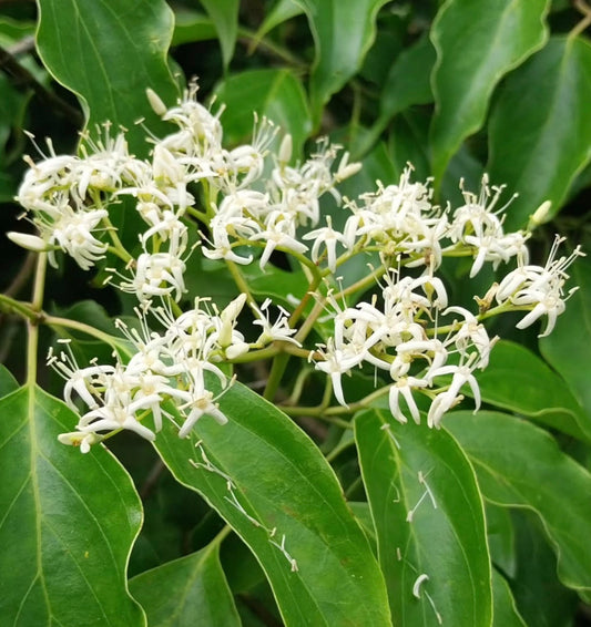 Cornus wilsoniana con grappoli di delicati fiori bianchi e foglie verdi lucide
