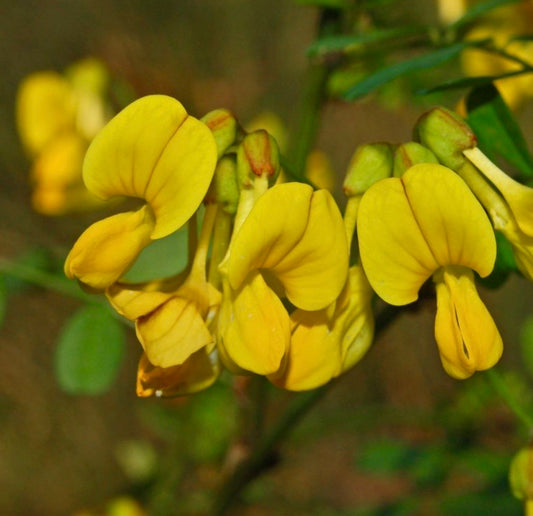 Coronilla emerus fiori giallo brillante simili a piselli con boccioli verdi su steli sottili