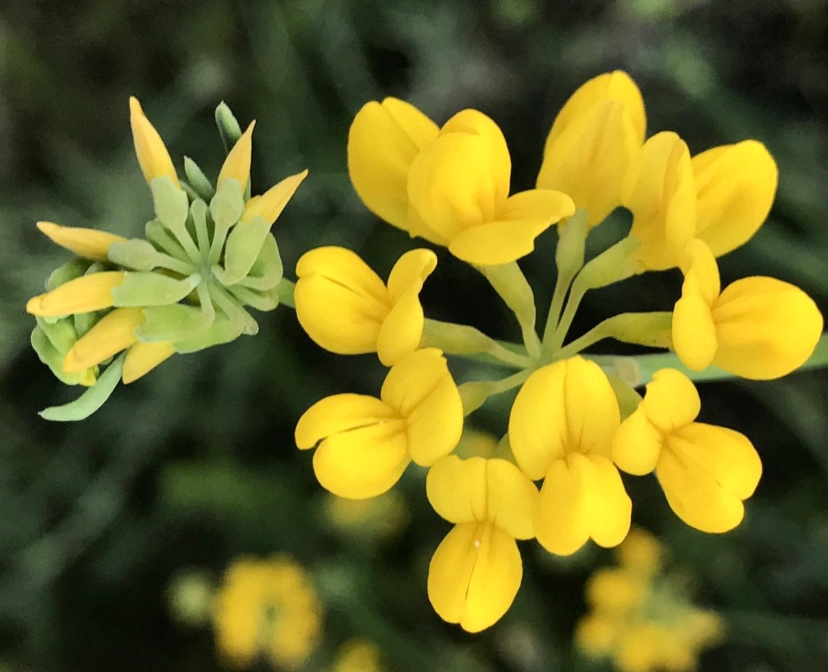 Coronilla juncea bright yellow clustered flowers with green buds close-up