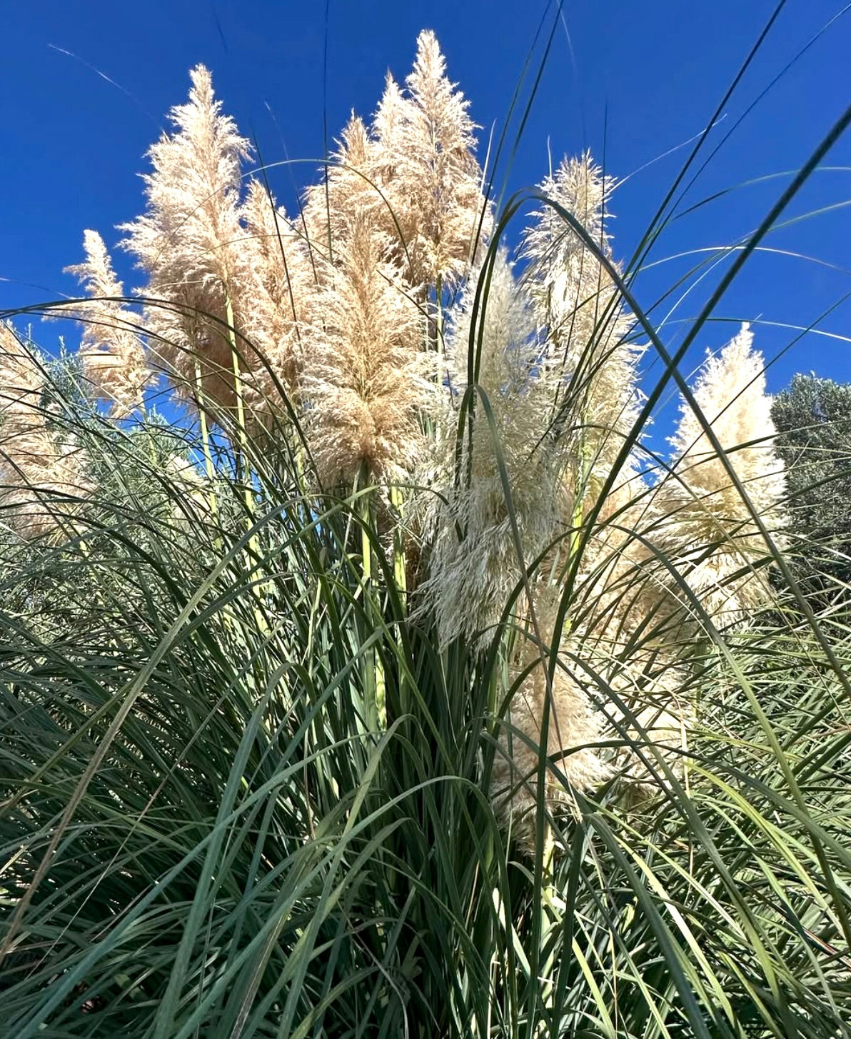 Cortaderia selloana alta erba ornamentale con piume cremose piumate e foglie verdi sottili