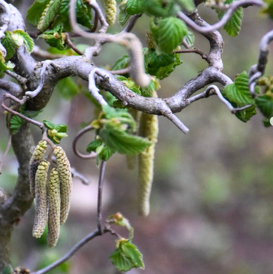 Corylus avellana con corteccia strutturata, foglie verdi fresche e amenti pendenti in primavera
