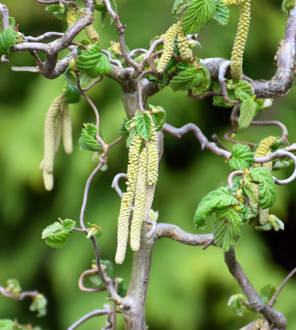 Corylus avellana with twisted branches and hanging yellow catkins in spring foliage