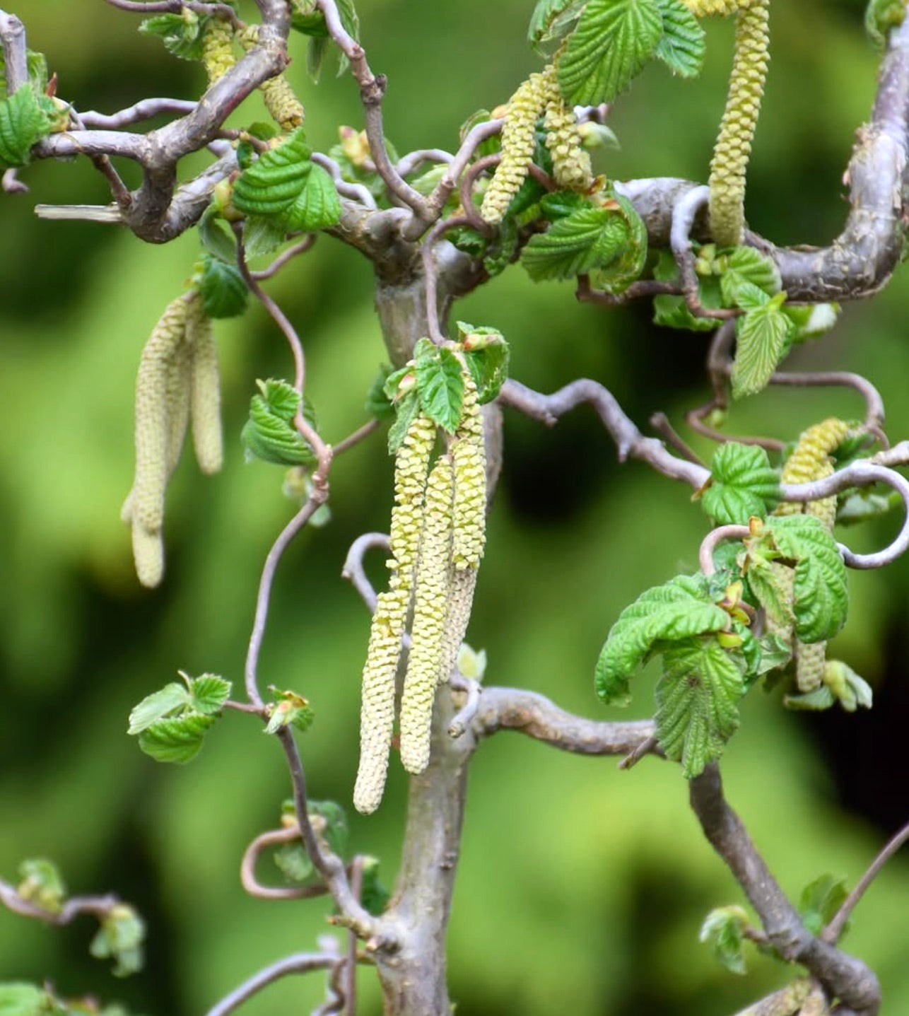 Corylus avellana con rami contorti e foglie verdi fresche con amenti gialli in fiore