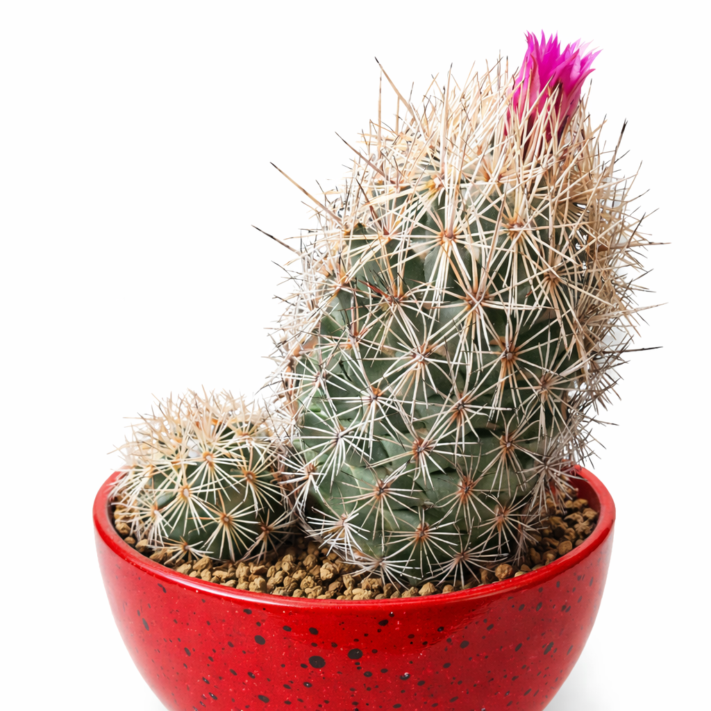 Coryphantha pseudoechinus cactus with dense white spines and pink flower in red pot