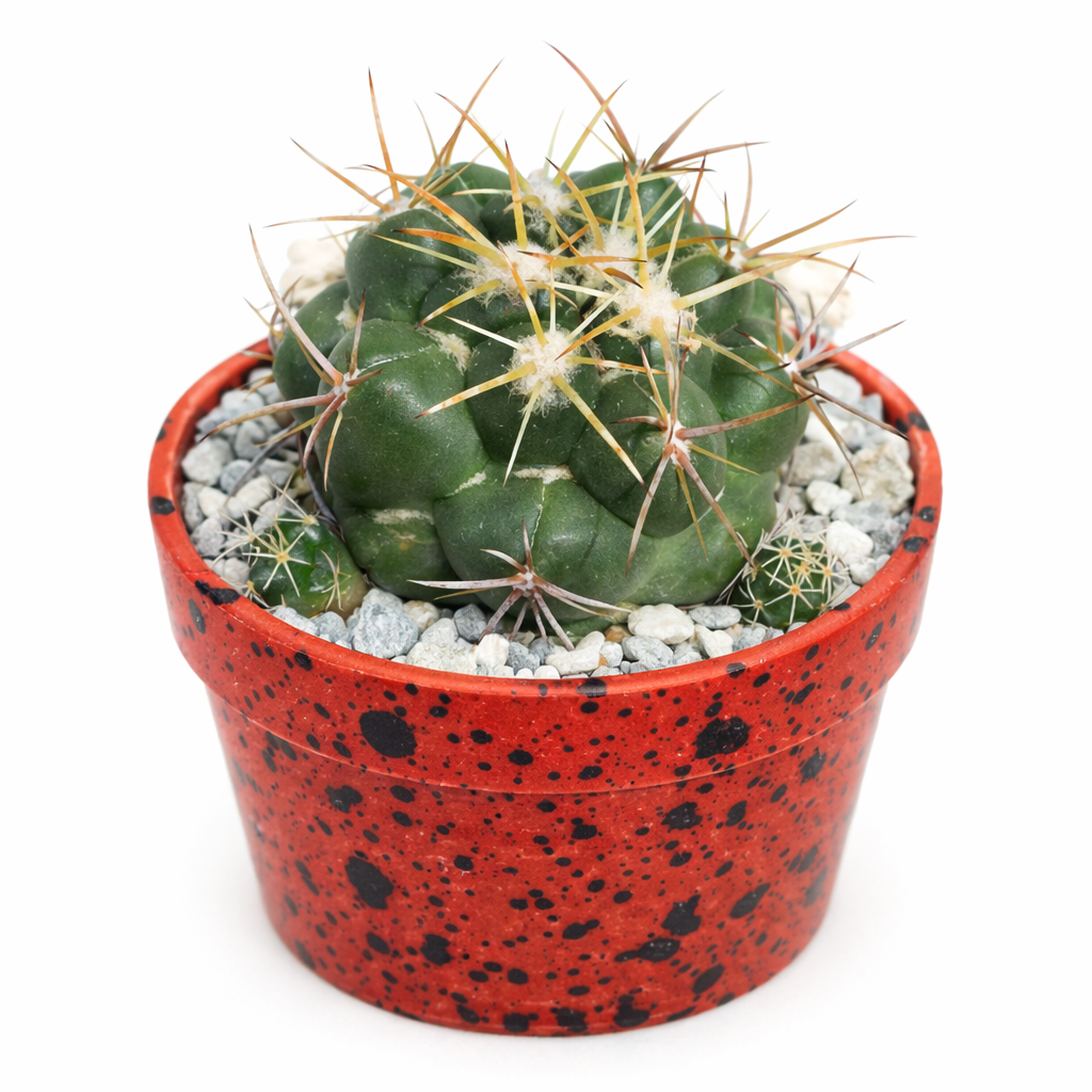 Coryphantha pseudonickelsae raro cactus con spine gialle evidenti in vaso maculato di rosso