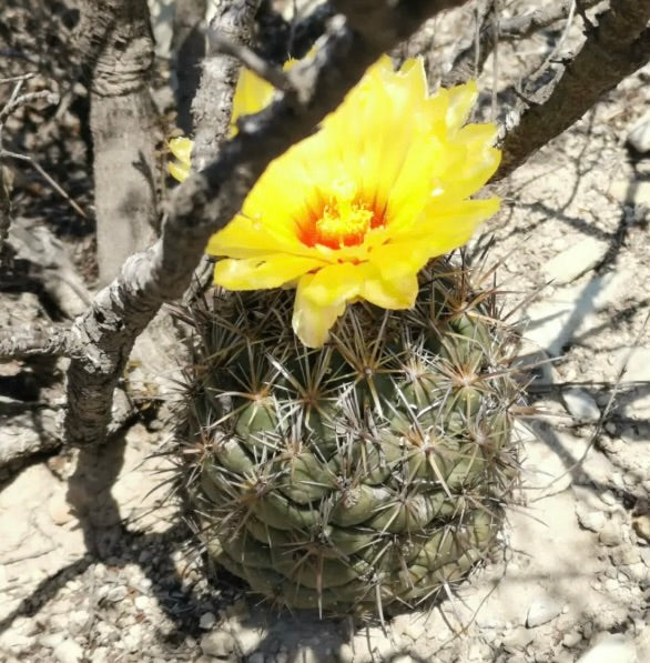 Cactus Coryphantha salinensis con fiore giallo brillante e spine appuntite nel suo habitat naturale