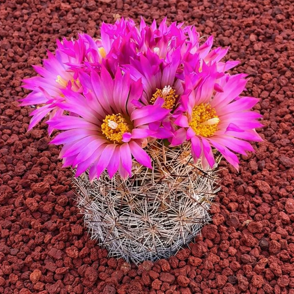 Cactus Coryphantha vivipara con fiori rosa intenso e fitte spine bianche su roccia vulcanica rossa