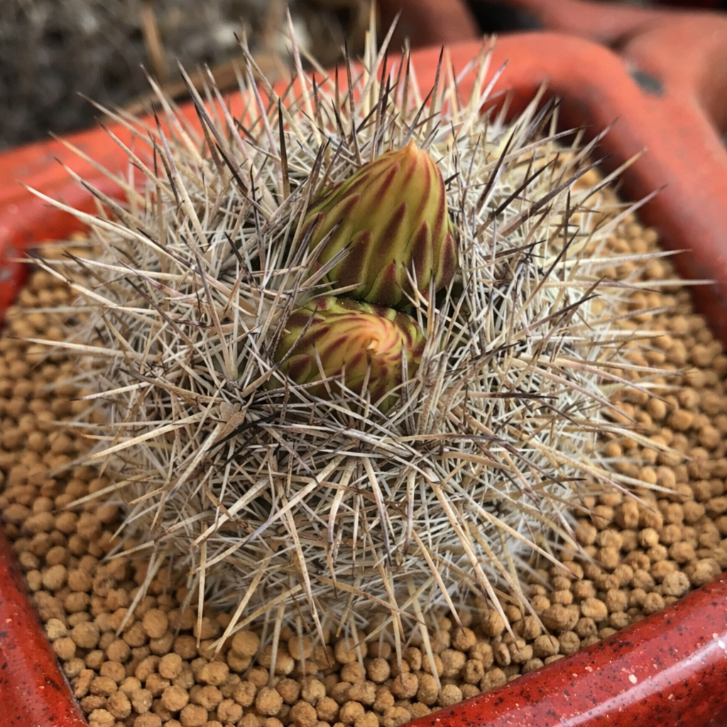 Cactus Coryphantha werdermanniana con spine dense e boccioli di fiori in sviluppo in vaso di terracotta