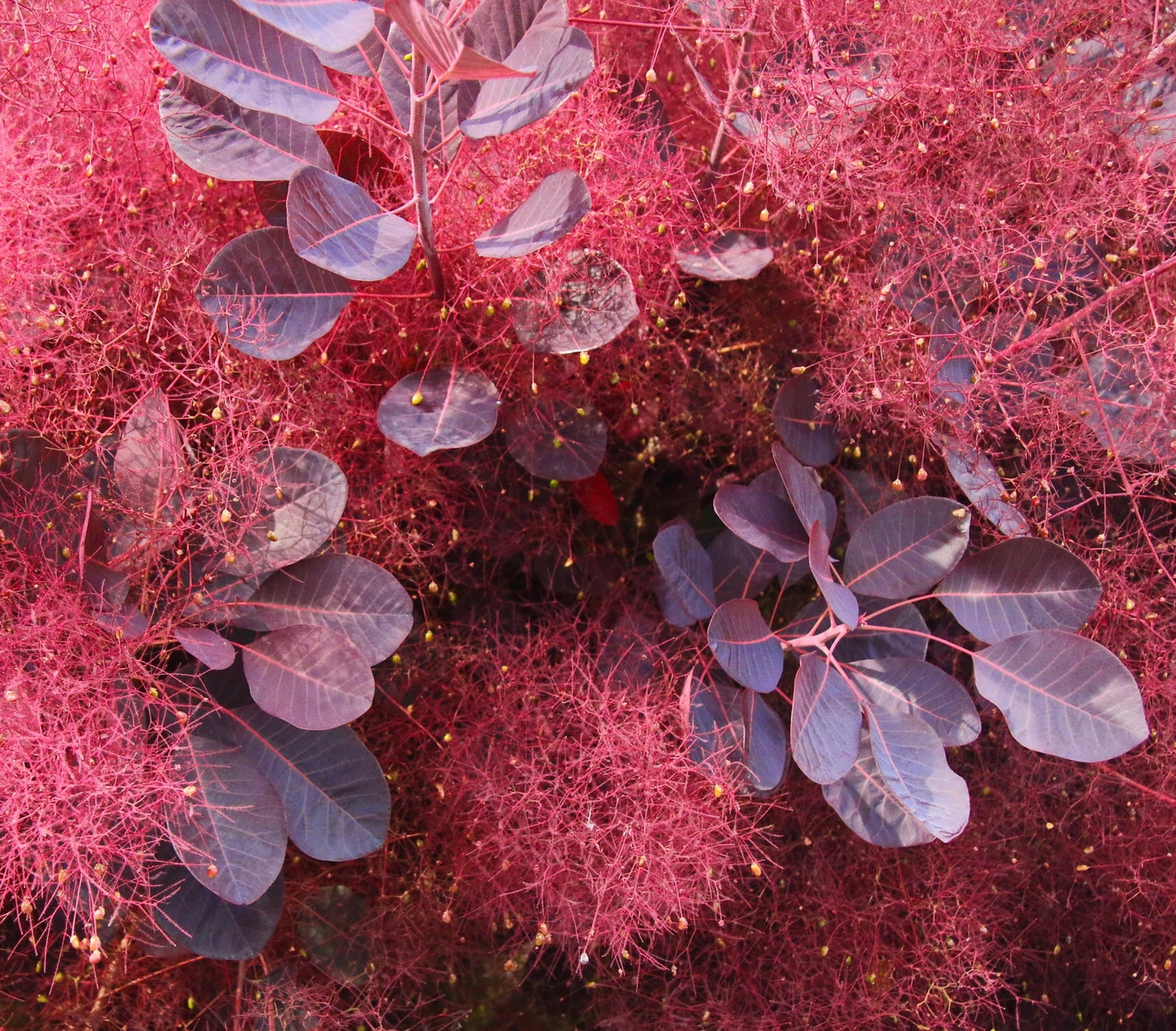 Cotinus coggygria con foglie di un vibrante viola e delicati grappoli floreali rosa fumé