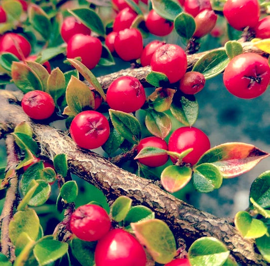 Cotoneaster franchetii bacche rosso brillante con piccole foglie verdi e rami marroni strutturati