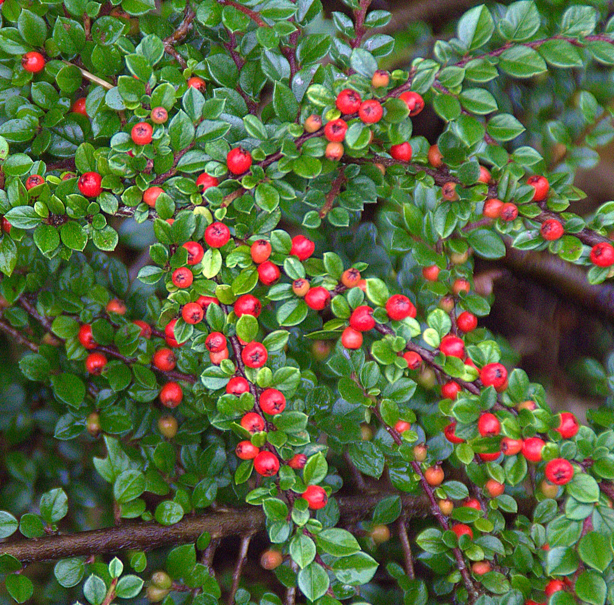 Cotoneaster horizontalis dense green foliage with bright red berries on woody branches