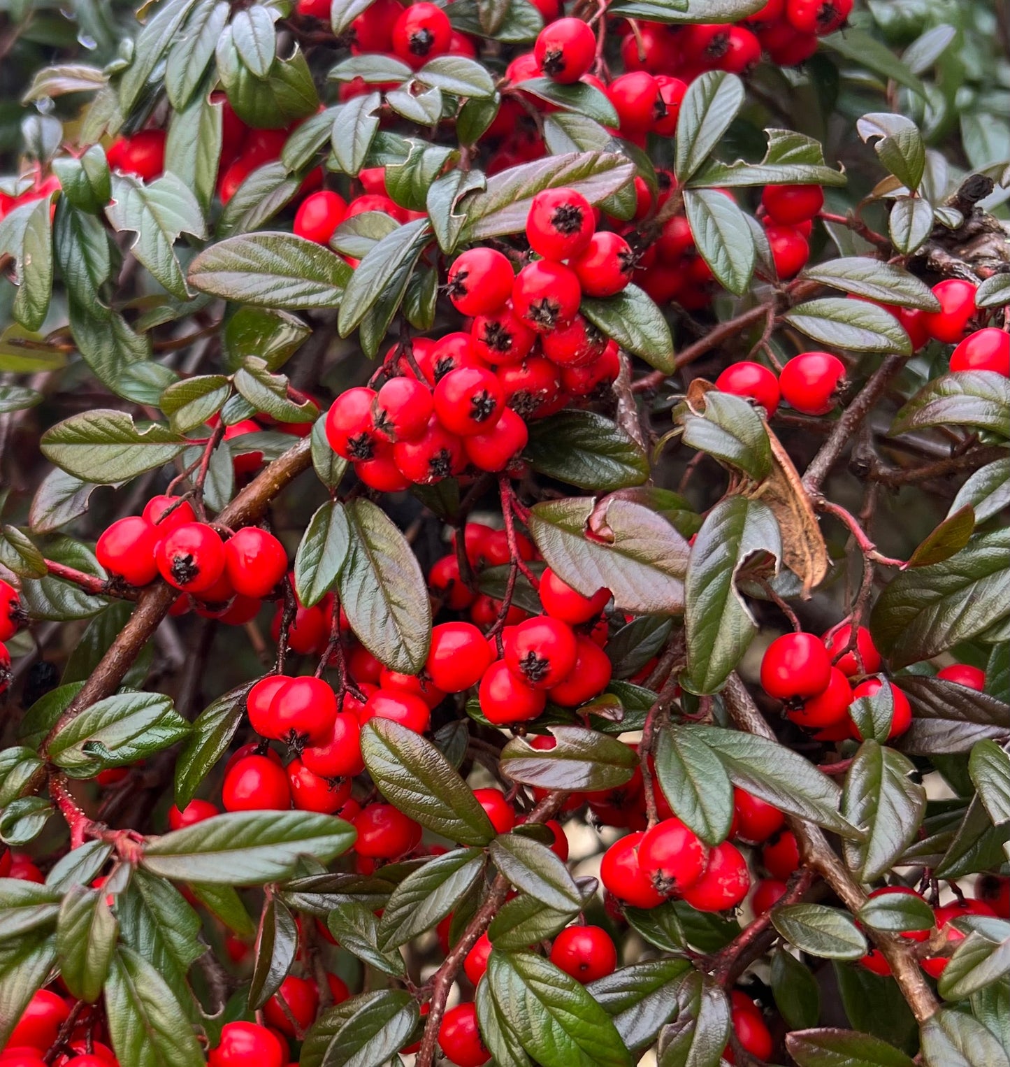 Cotoneaster lacteus dense shrub with glossy green leaves and bright red berries clustered