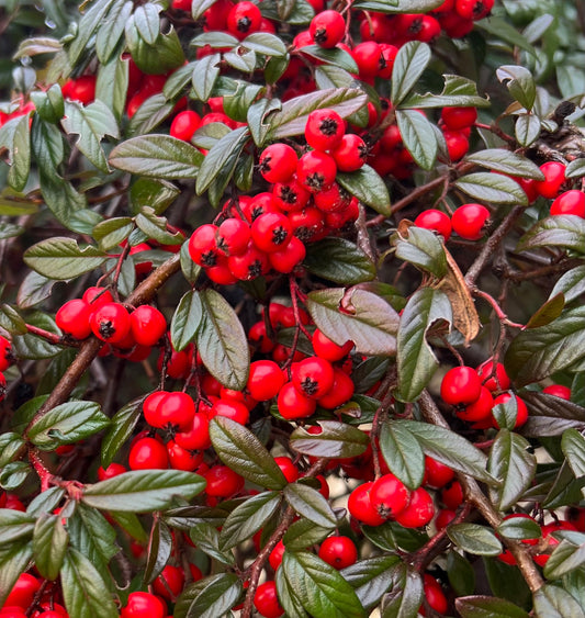 Cotoneaster lacteus dense shrub with glossy green leaves and bright red berries clustered