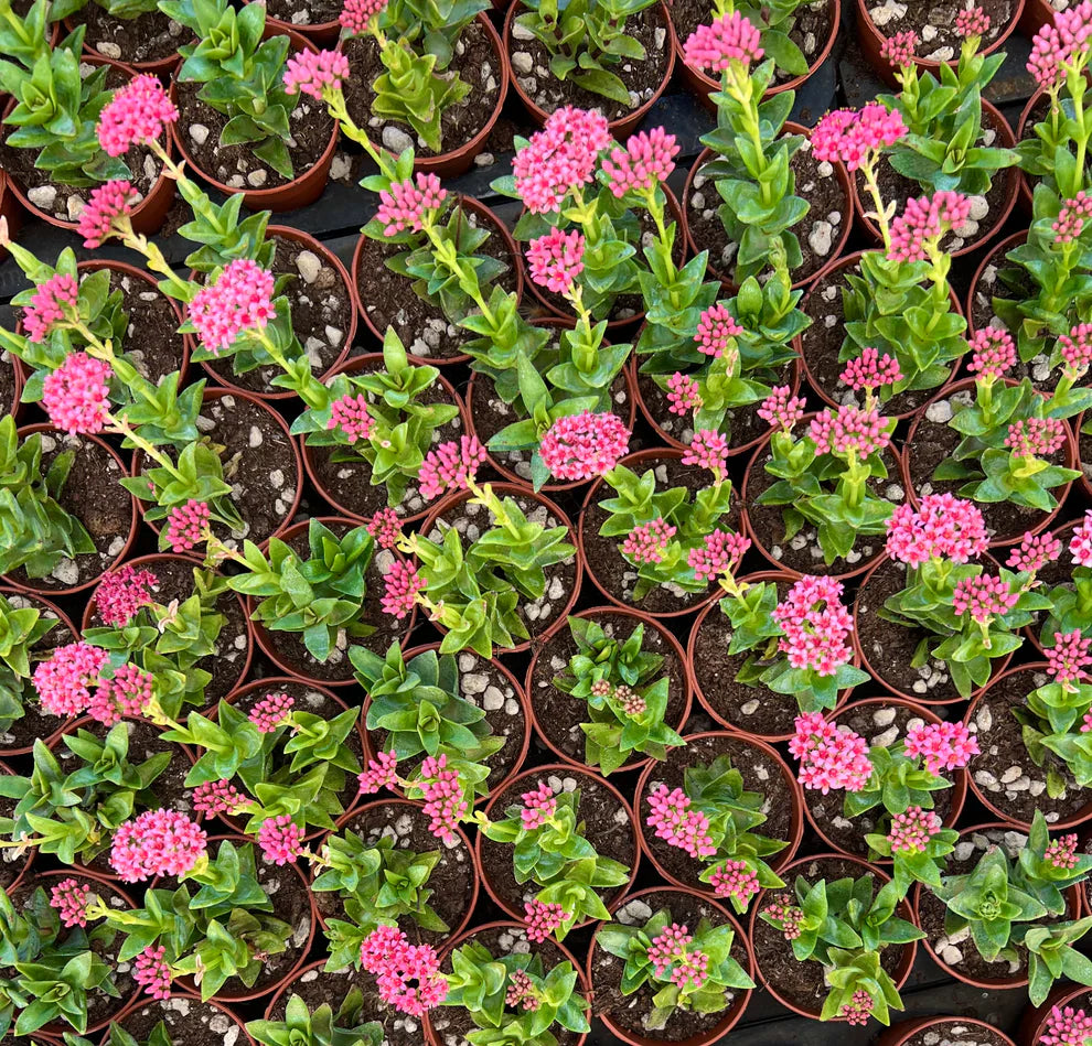 Piante succulente Crassula cv Bride's Bouquet con foglie verdi e fiori rosa raggruppati in vaso