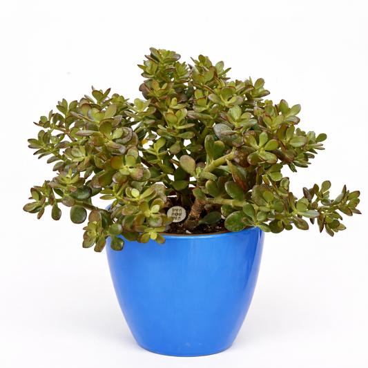 Crassula ovata succulenta con foglie verdi spesse e bordi rossastri in vaso blu