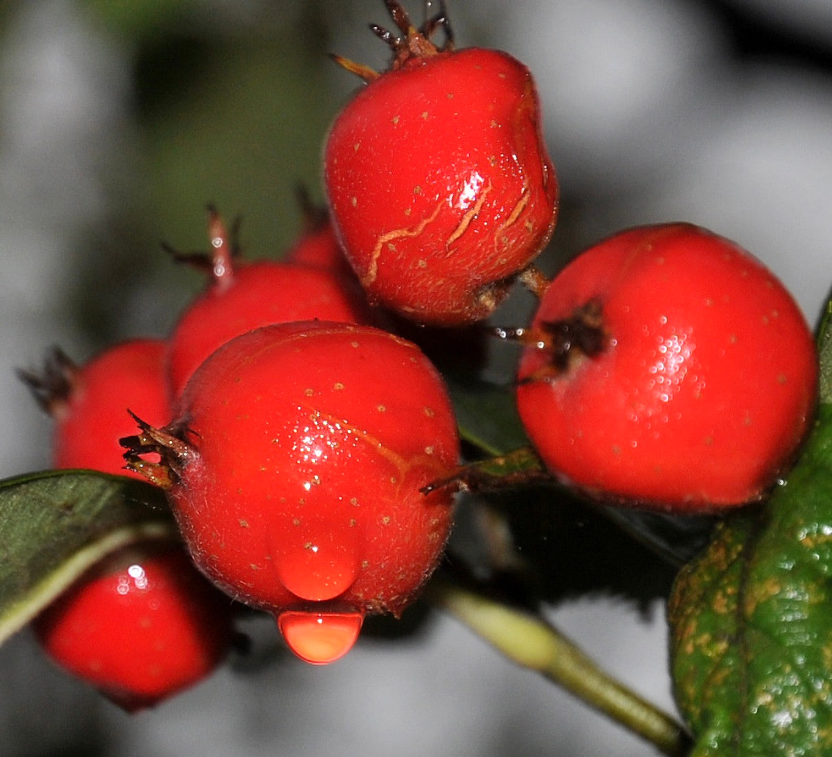 Bacche lucide rosso brillante di Crataegus azarolus con gocce d'acqua su foglie verdi, primo piano