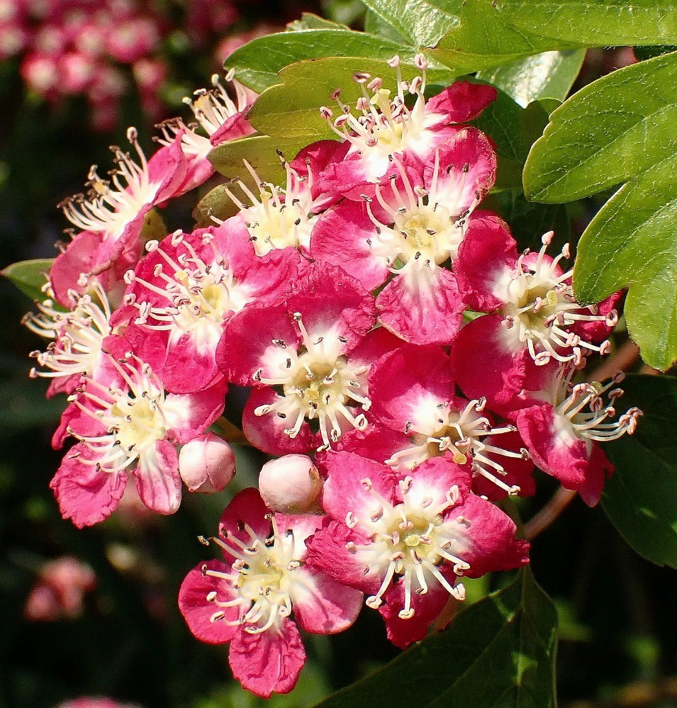 Crataegus laevigata fiori rosa brillante con stami prominenti e foglie verdi lobate