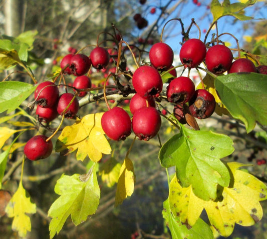 Crataegus monogyna bright red berries with green and yellow lobed leaves in sunlight