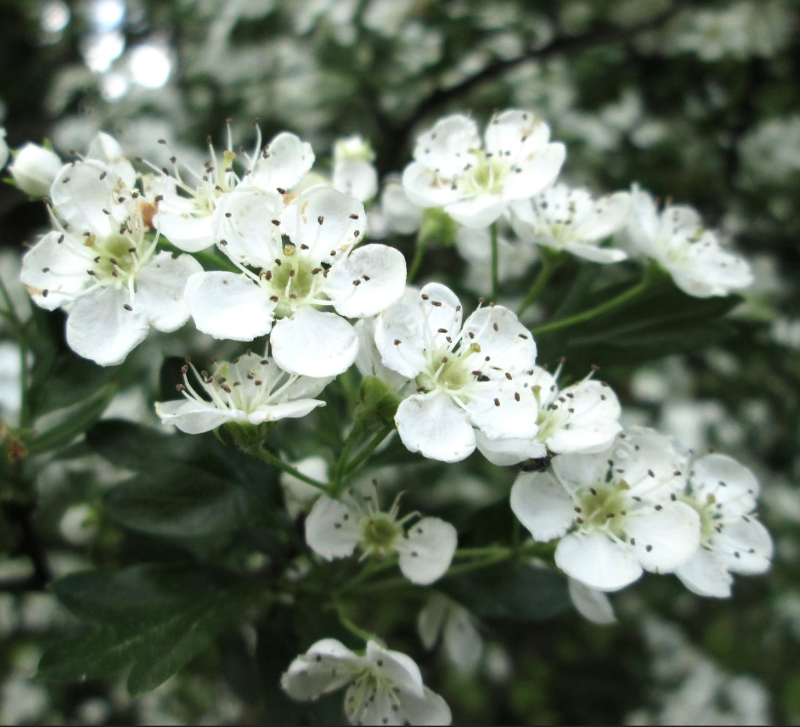 Crataegus monogyna fiori bianchi delicati con stami scuri e foglie verdi seghettate in primo piano