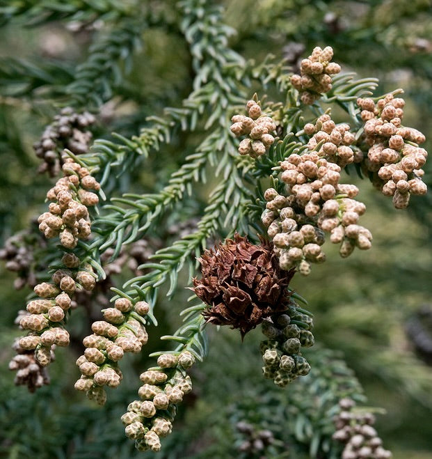 Cryptomeria japonica close-up of green needle-like leaves and brown seed cones on branch