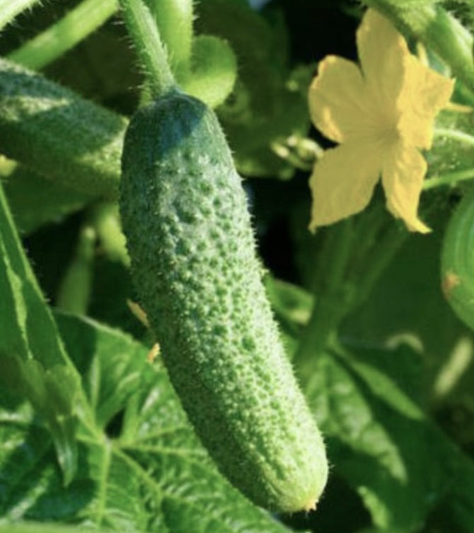 Cucumis sativus var. parisianus young green cucumber with yellow flower and textured skin