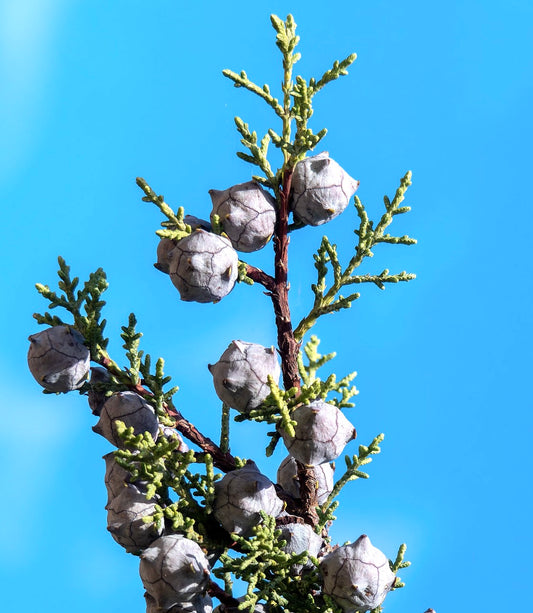 Cupressus arizonica branch with green foliage and round woody cones against blue sky