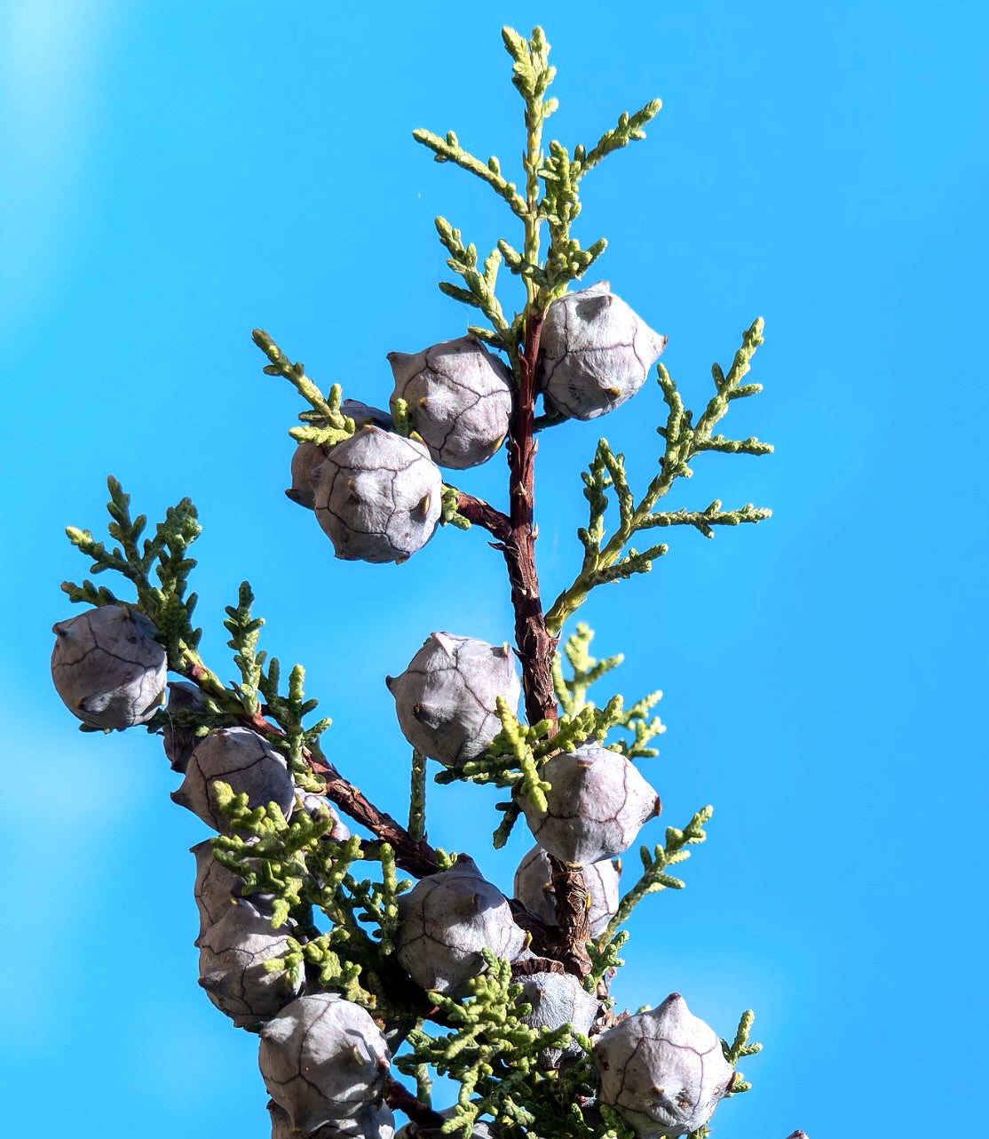 Ramo di Cupressus arizonica con fogliame verde e coni legnosi rotondi contro il cielo azzurro