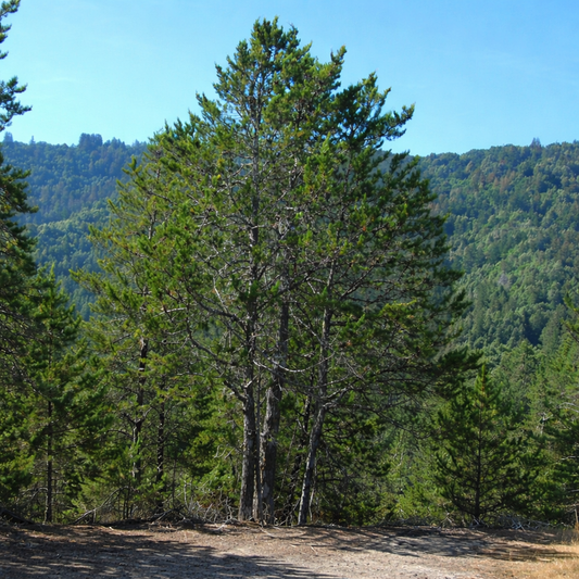 Cupressus goveniana var. abramsiana 40-50cm | Santa Cruz cypress