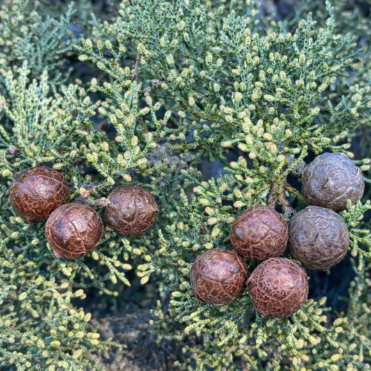 Cupressus sargentii 40-50cm | Sargent's cypress | Sargent cypress