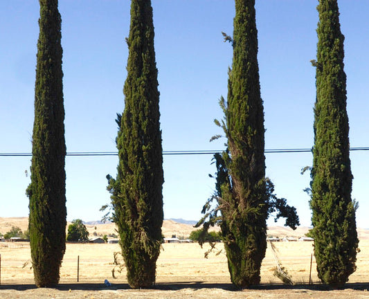 Cupressus sempervirens var. stricta | Italian cypress | Pencil cypress
