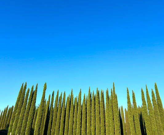 Cupressus sempervirens var. stricta tall dense columnar evergreen trees under clear blue sky