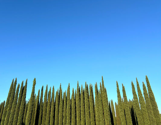 Cupressus sempervirens var. stricta tall slender evergreen conifer trees against clear blue sky