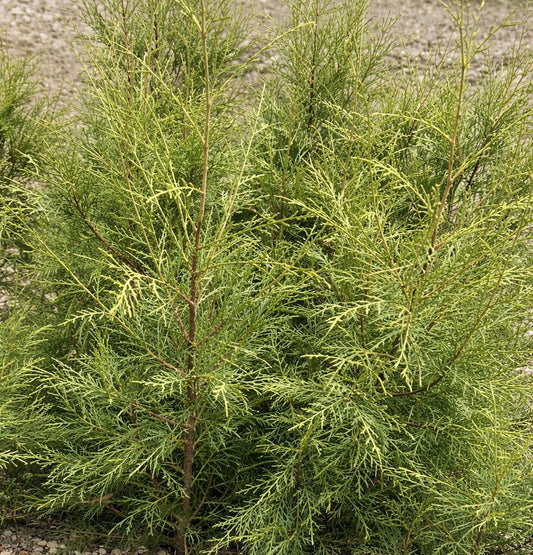 Cupressus torulosa 35-60cm | Himalayan cypress | Bhutan cypress
