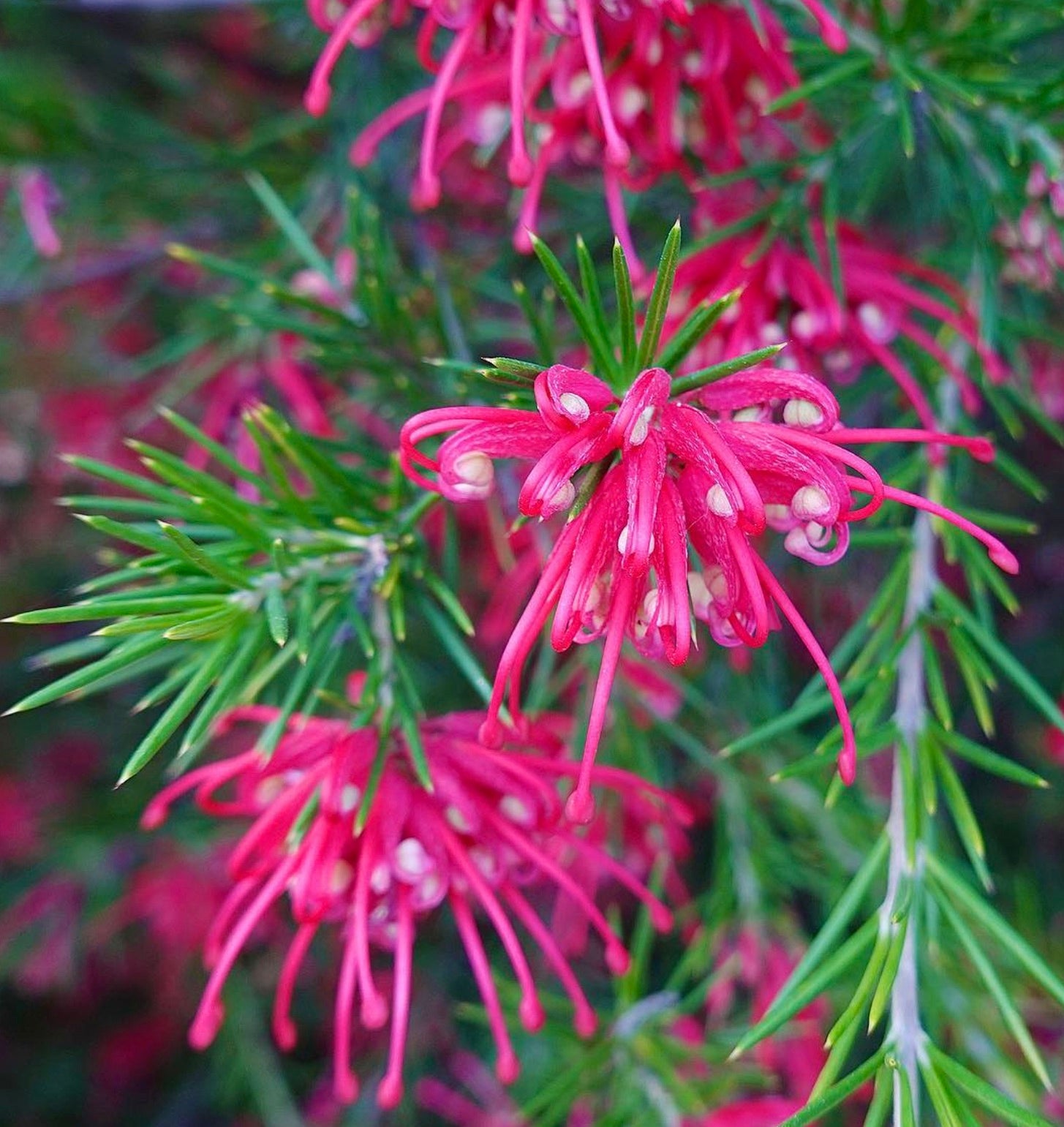 Cyanotis somaliensis vibrant pink tubular flowers with slender green foliage close-up