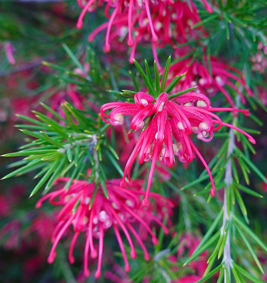 Cyanotis somaliensis vibrant pink tubular flowers with slender green foliage close-up