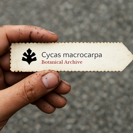 Printed plant label for Cycas macrocarpa held by dirty hand against blurred background