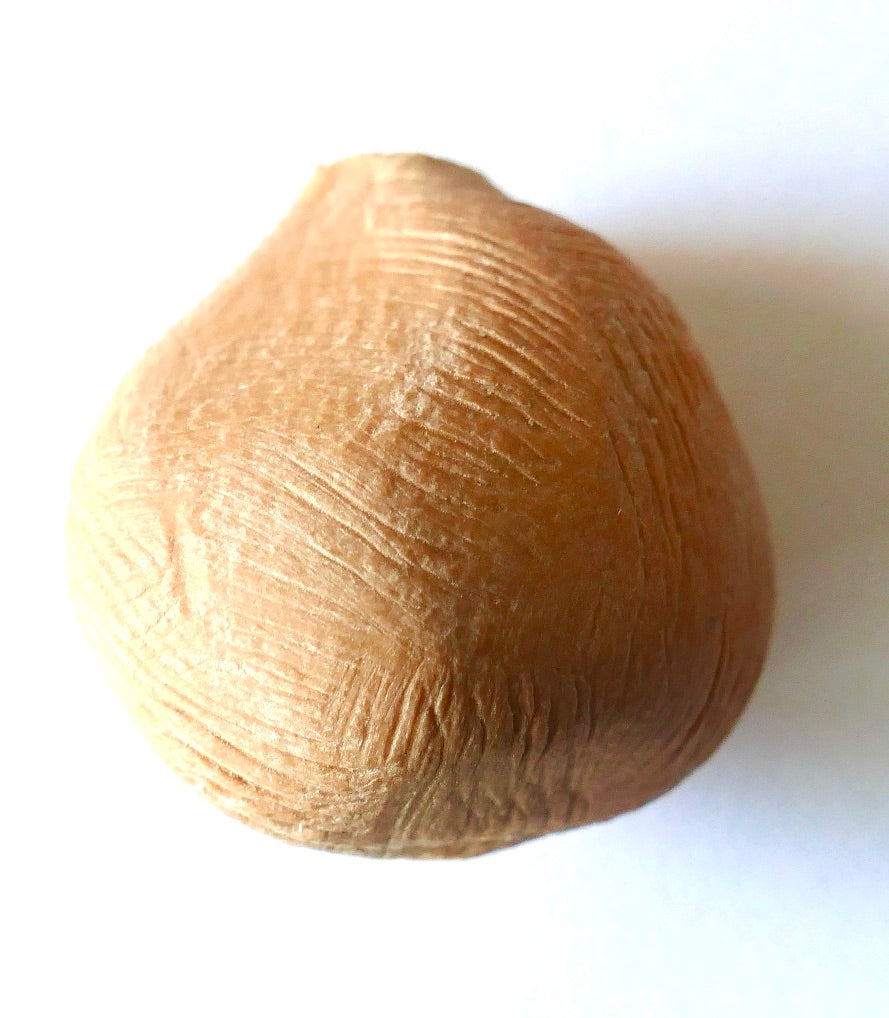 Cycas pectinata seed with textured brown outer shell isolated on white background