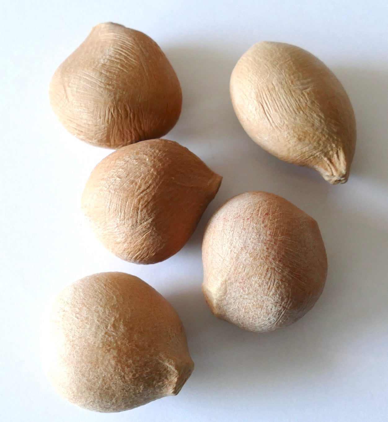 Cycas pectinata seeds with textured brown outer shell close-up view