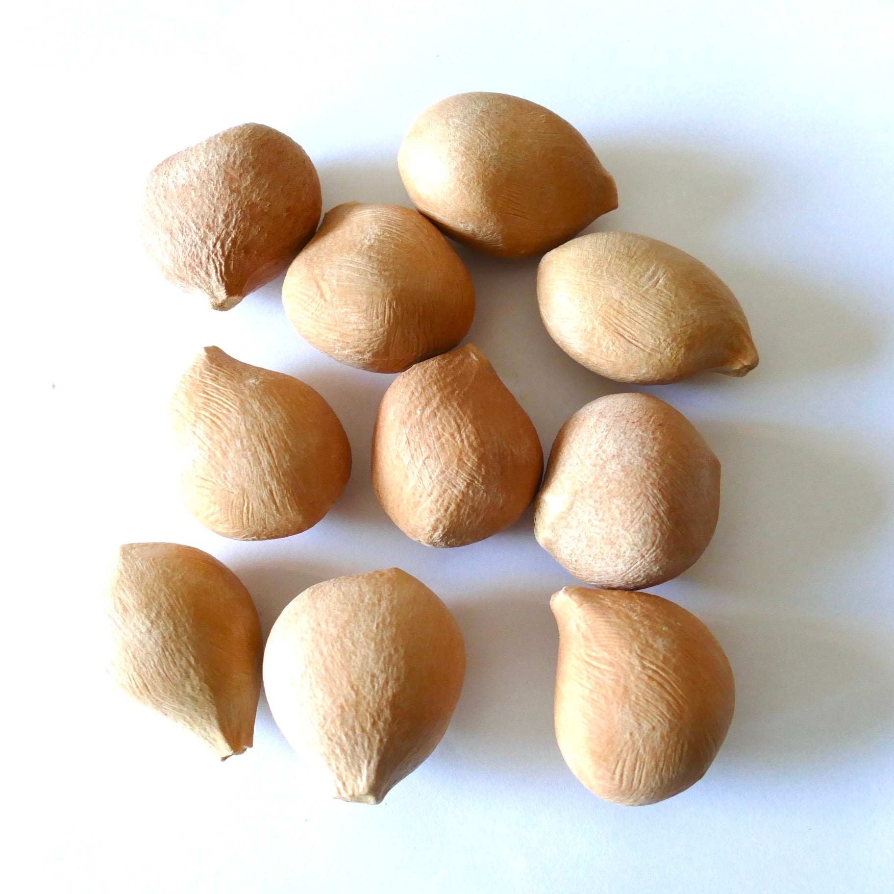 Cycas pectinata seeds with textured brown outer shells on white background