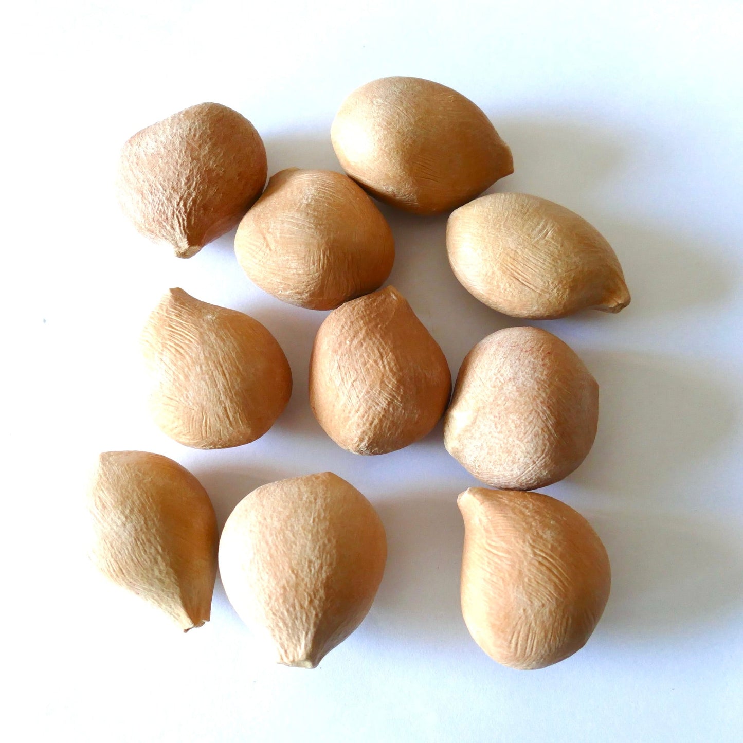 Cycas pectinata seeds with smooth tan textured outer shells on white background