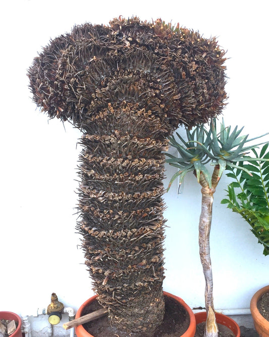 Esemplare raro crested di Cycas revoluta con corona e tronco marrone a trama spessa in vaso