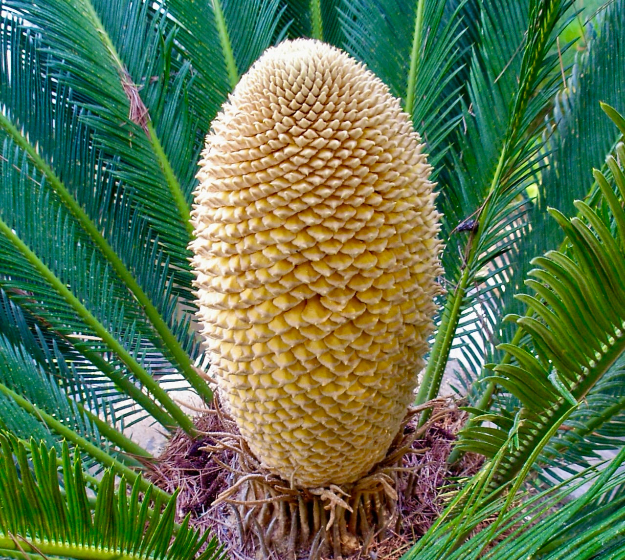 Cycas revoluta maschio con grande cono giallo testurizzato e foglie pennate verde lucido