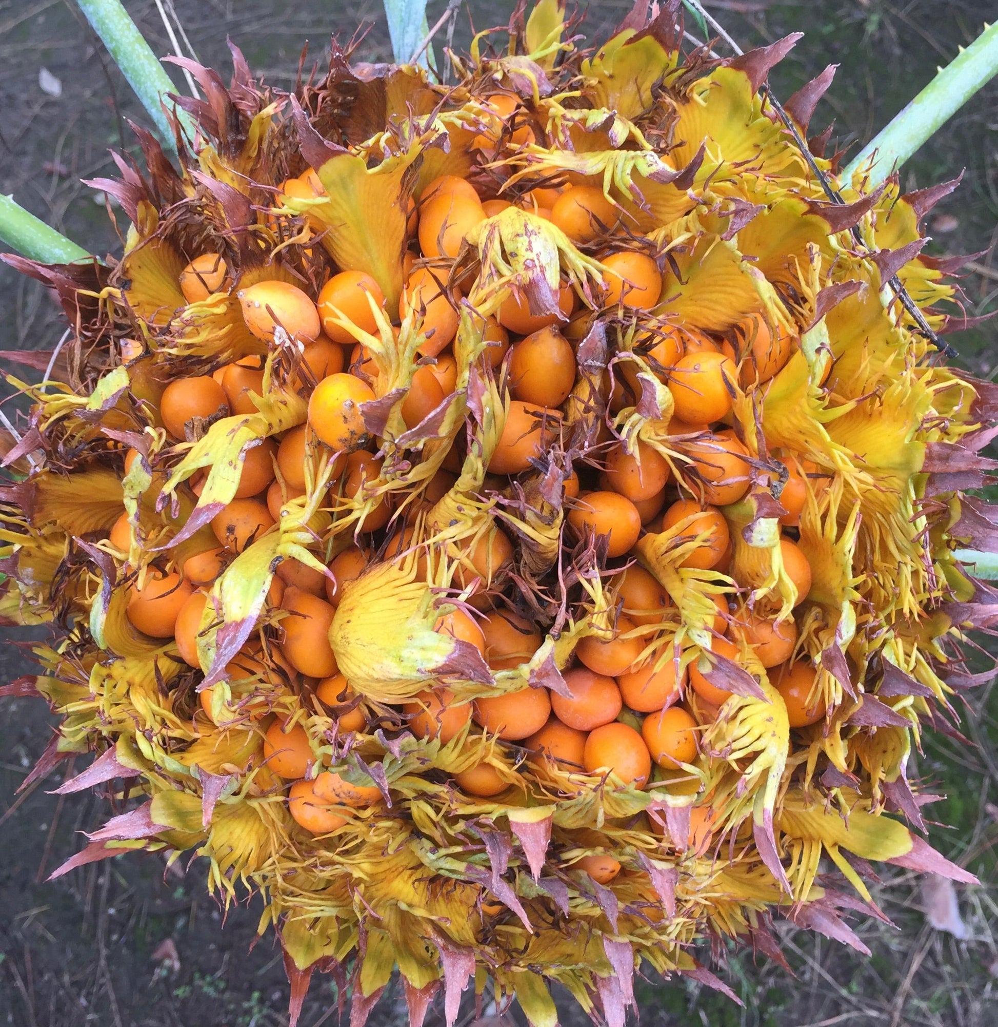 Primo piano dei semi vibranti arancioni di Cycas siamensis con brattee spinose gialle e marroni