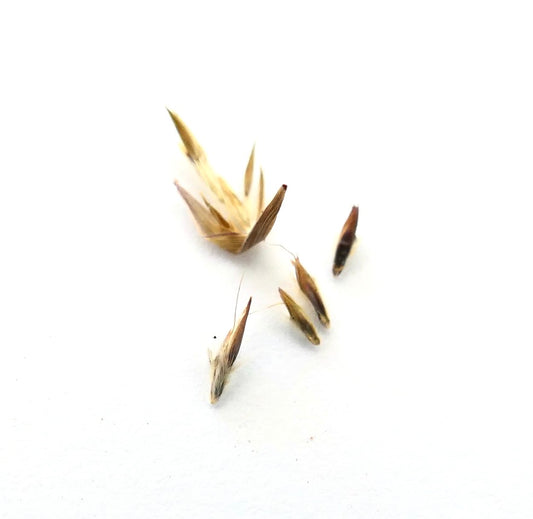 Cymbopogon nardus | Citronella Grass | 10 SEMI