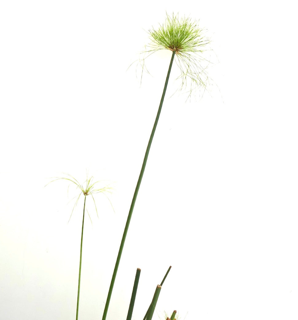Cyperus papyrus tall green stems with delicate feathery umbrella-like heads
