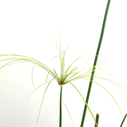 Cyperus papyrus | Papyrus | Paper reed