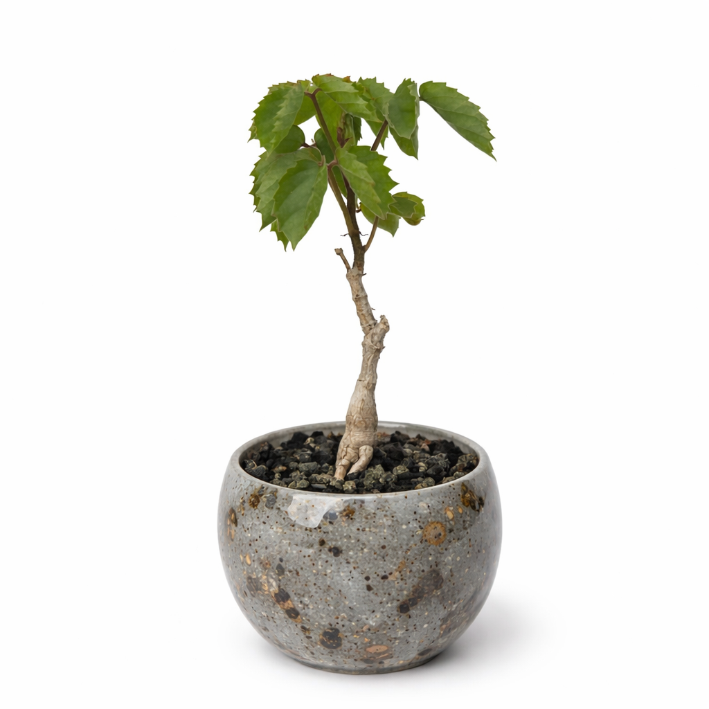 Cyphostemma adenocaule small potted succulent with green serrated leaves and thick stem