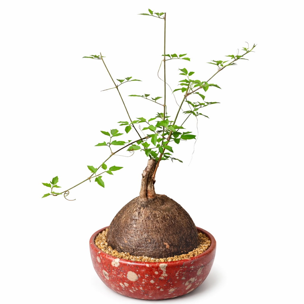 Cyphostemma elephantopus rara succulenta caudiciforme con foglie verdi in vaso decorativo
